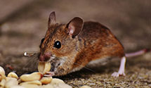 24 Hour & Emergency Exterminators in S San Francisco, CA